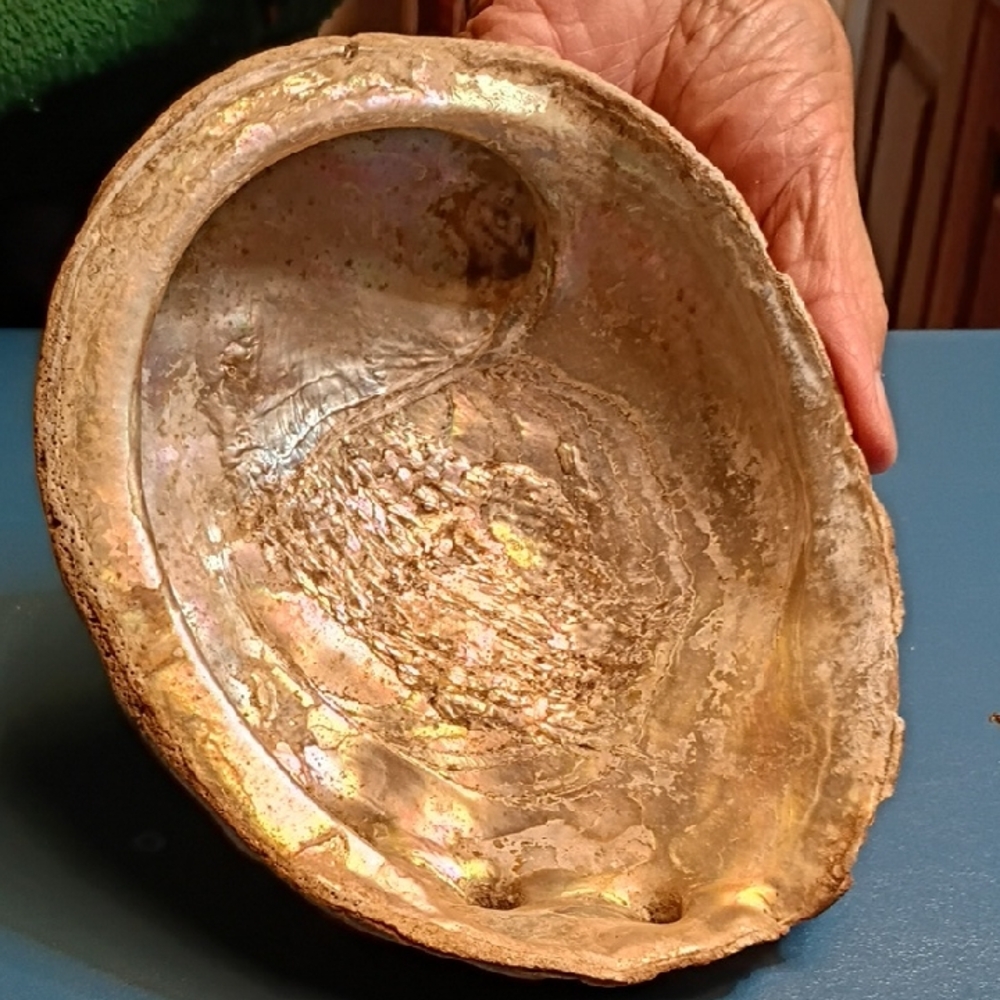 Vintage Abalone Shell Iridescent Interior Lustrous Gold Shell Beach Nautical